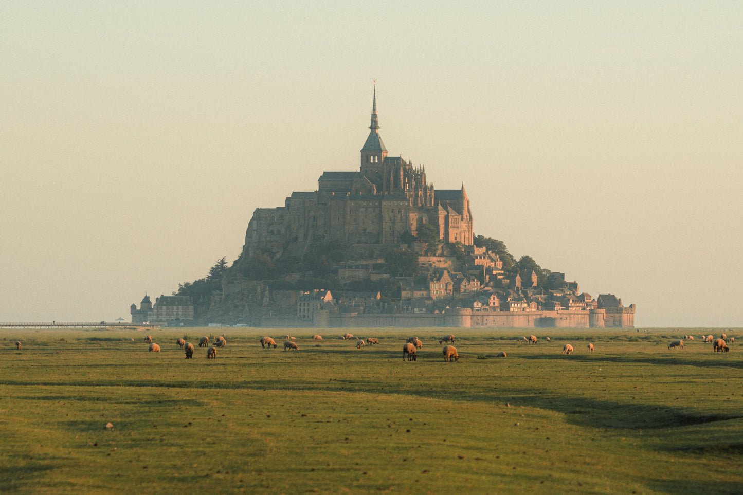 'Sunrise with a flock of sheep, Mont St Michel'